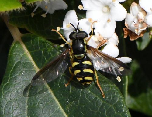 Chrysotoxum intermedium